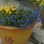 Le Parfum Bleu