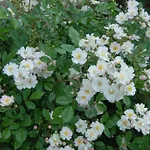 Panzió Le Parfum Bleu
