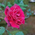 Le Parfum Bleu Bed and breakfast *