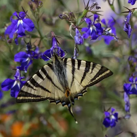 לינה וארוחת בוקר Le Parfum Bleu *