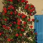 Le Parfum Bleu