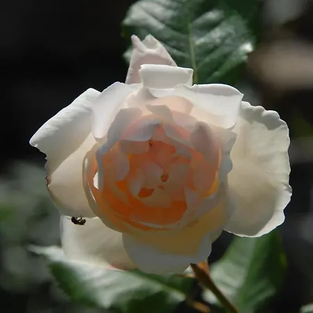 Le Parfum Bleu *