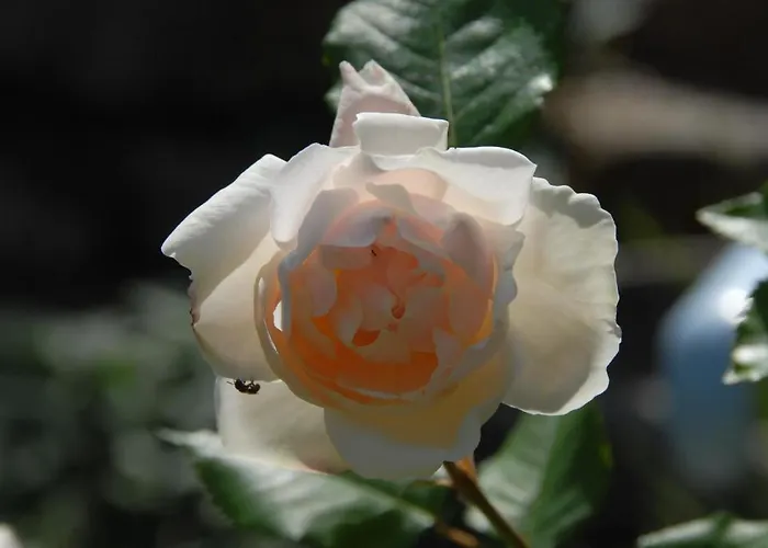 Le Parfum Bleu *