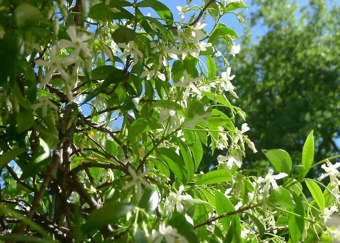 Le Parfum Bleu Frühstückspension Chantemerle-lès-Grignan